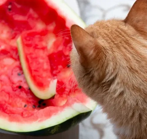gato comendo melancia