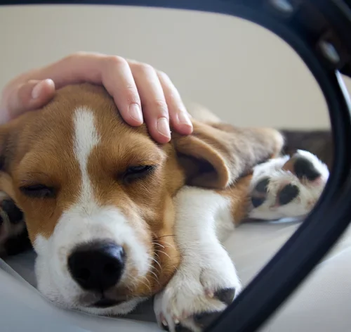 Infecção urinária em cachorro: o que é e como prevenir a doença 1