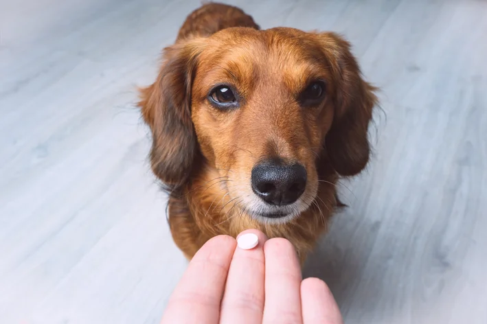 mulher dando remédio para cachorro com infecção urinária