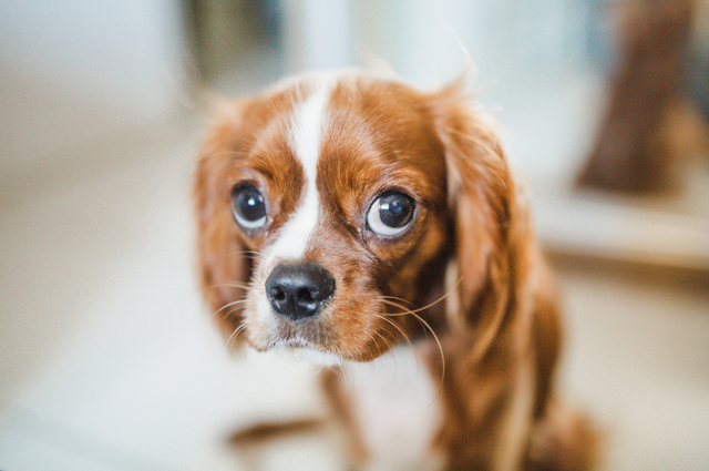 cachorro com olho irritado e remelando