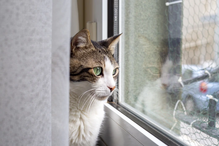 Leucemia viral felina