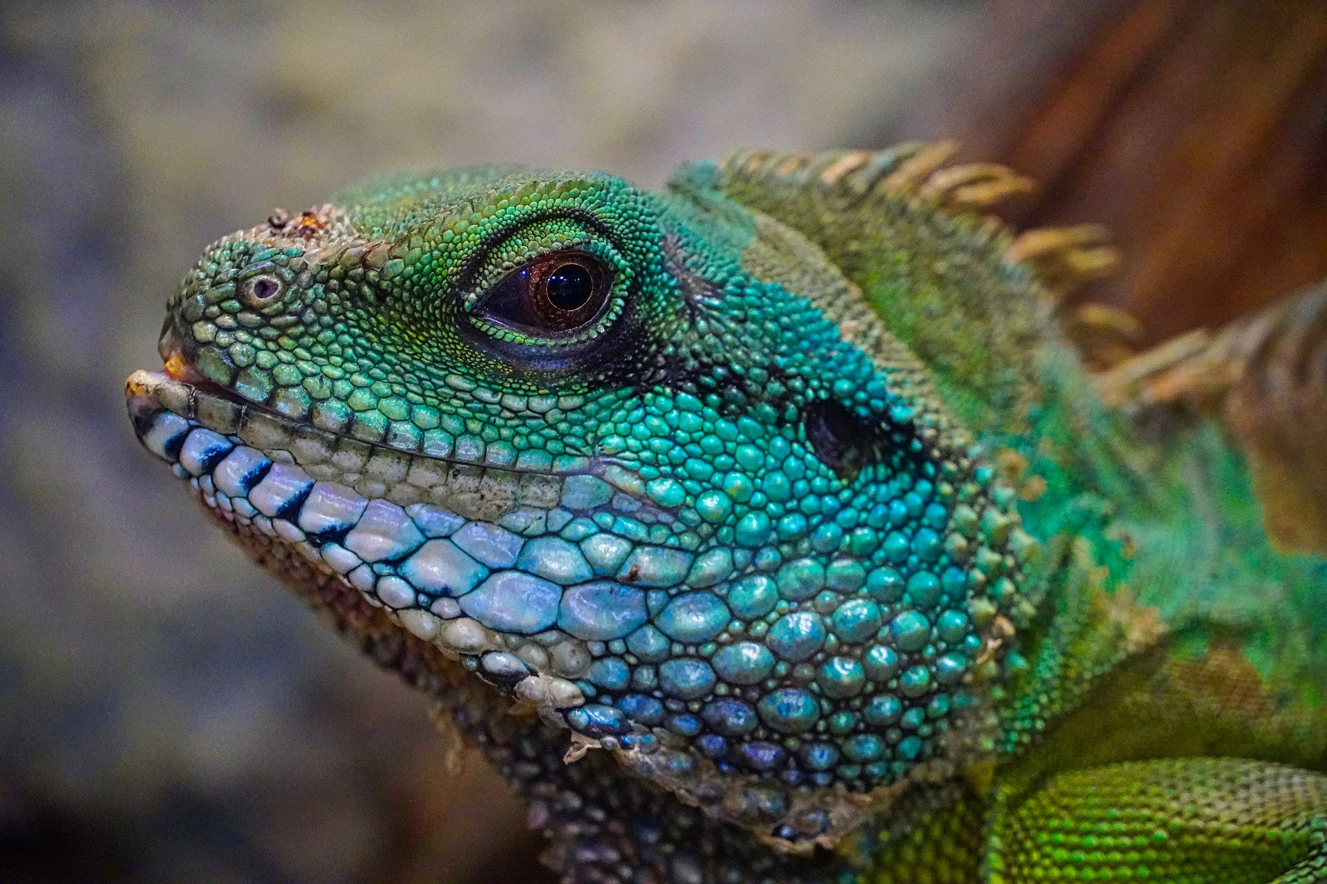 lagarto é vertebrado ou invertebrado