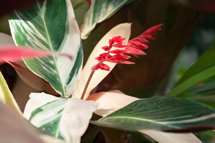 planta maranta tricolor