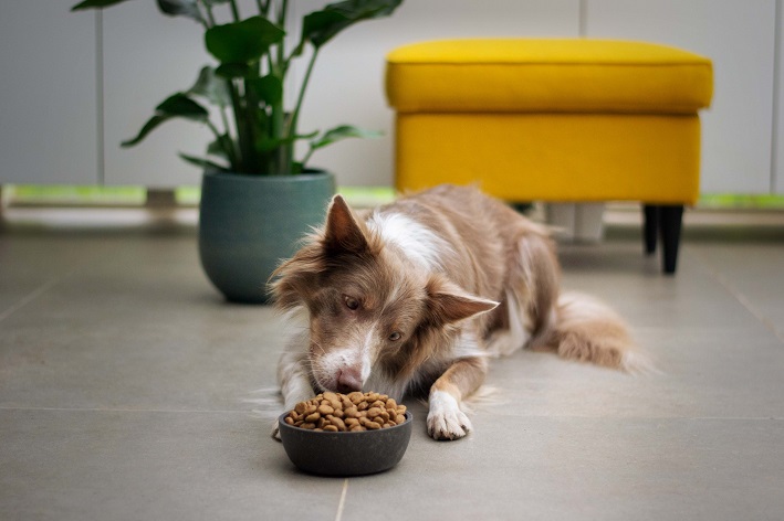 o que misturar na ração para o cachorro comer