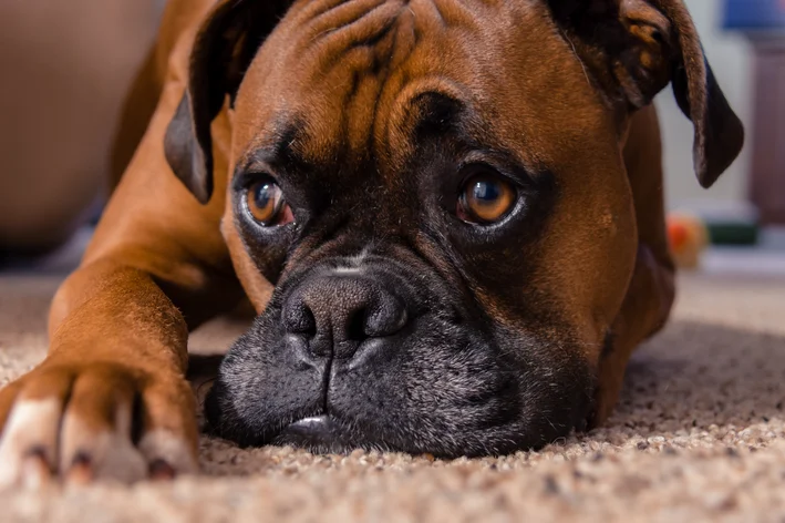 cachorro com pancreatite canina