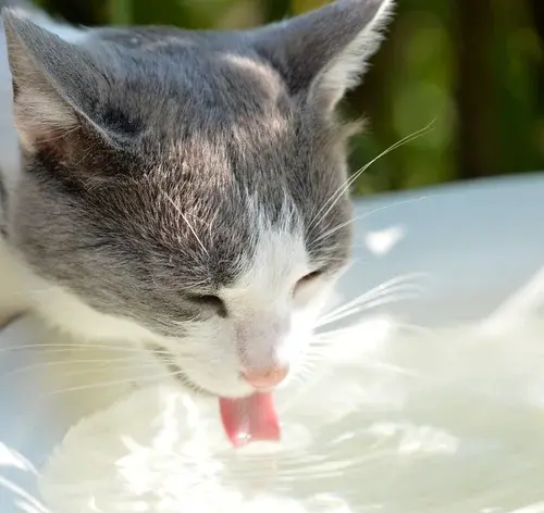 Saiba tudo sobre pancreatite em gatos e como cuidar do pet 1