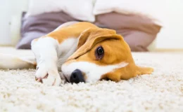 Pneumonia em cachorro: veterinária explica tudo sobre a doença 2