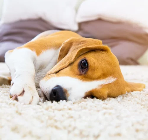 Pneumonia em cachorro: veterinária explica tudo sobre a doença 2