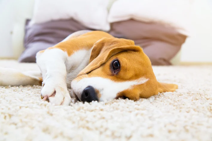 cachorro resfriado deitado no chão