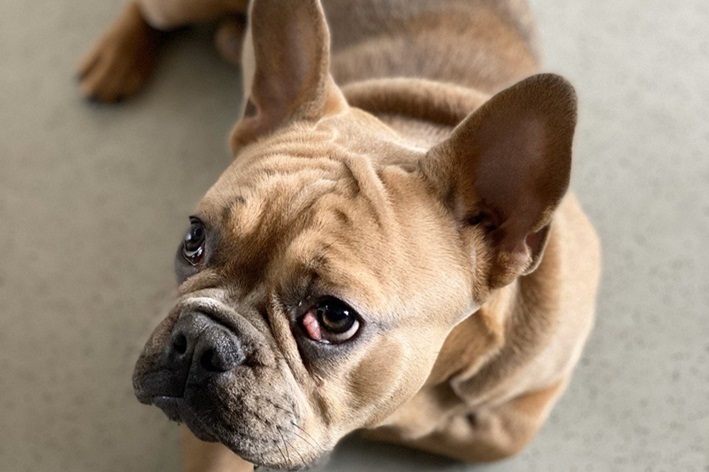 quanto tempo demora para cicatrizar ponto em cachorro