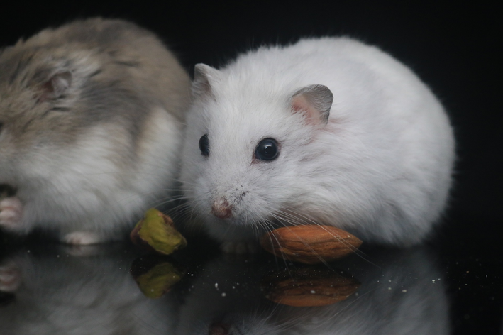 quanto tempo dura a gestação de um hamster