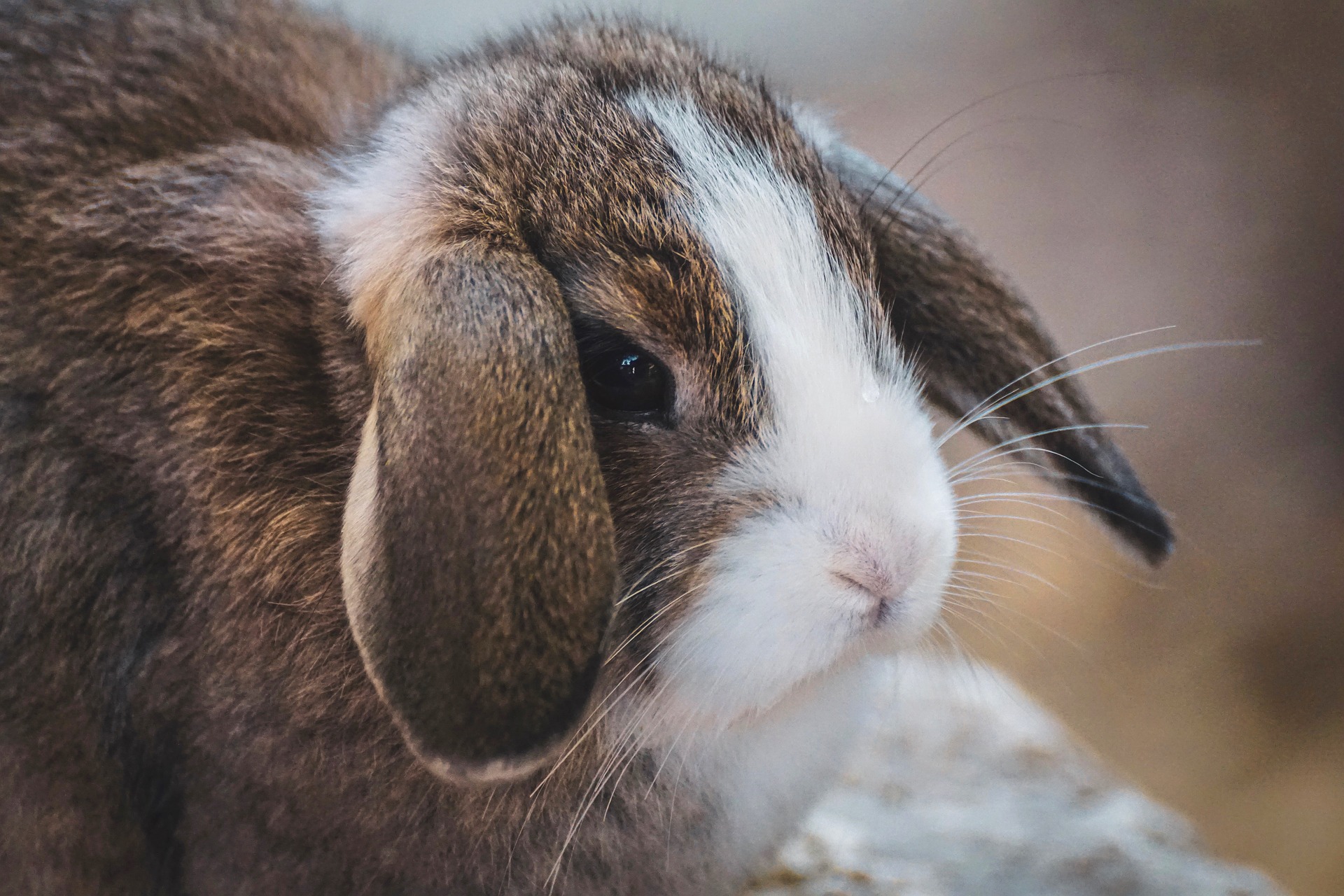 mini lop