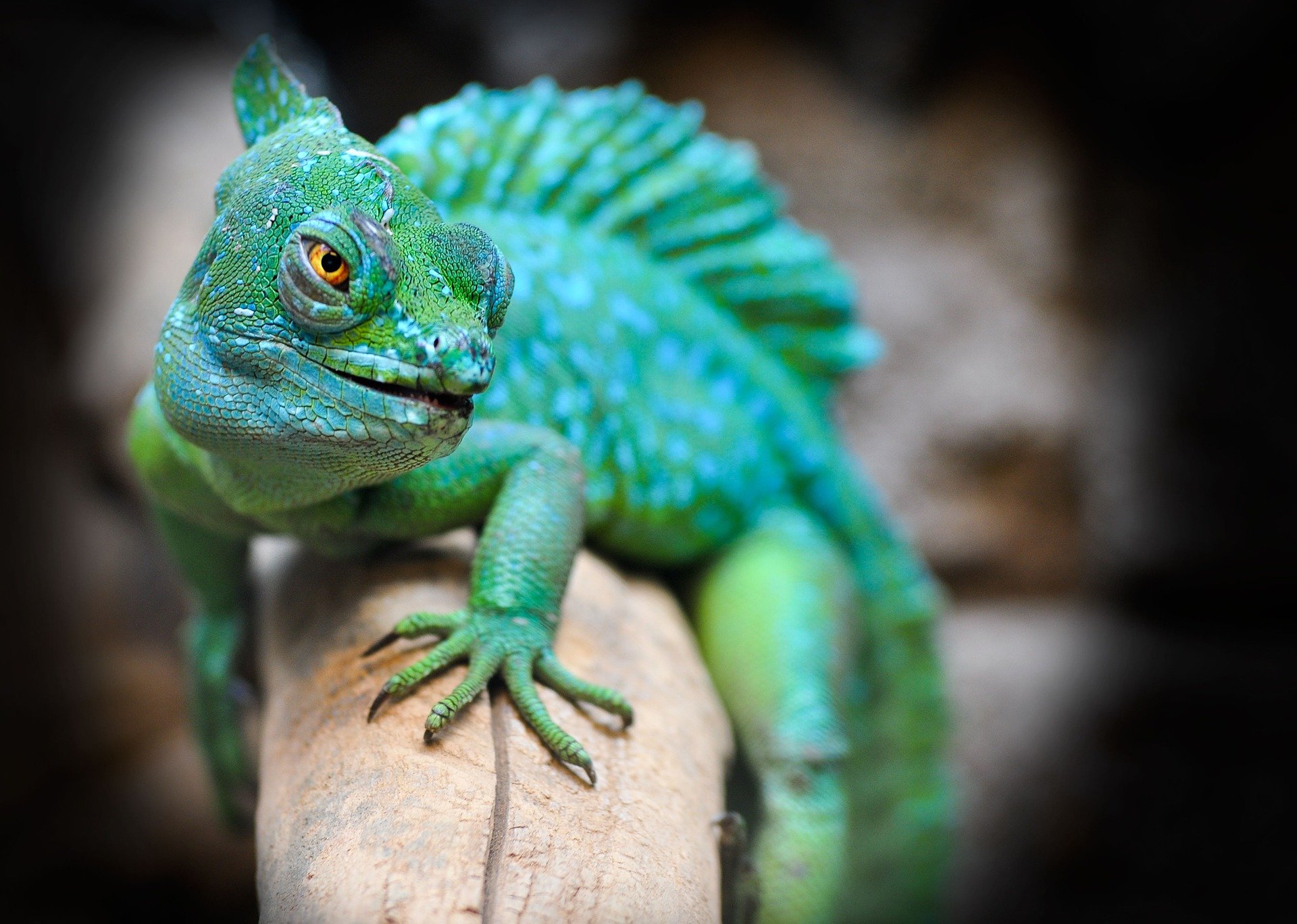 lagarto é vertebrado ou invertebrado