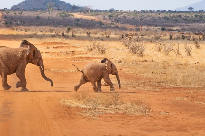 quanto pesa um elefante