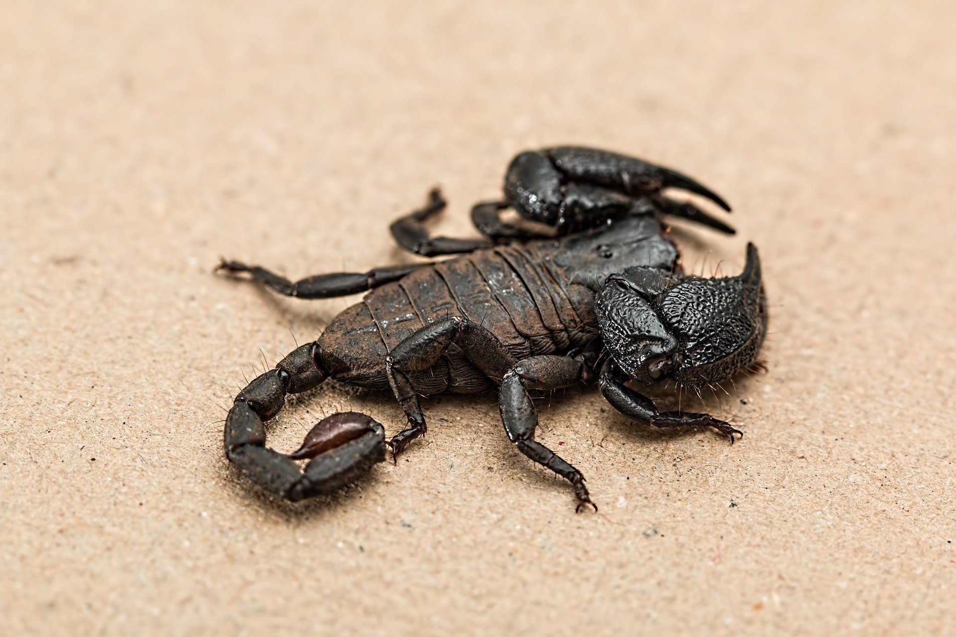 escorpião é vertebrado ou invertebrado