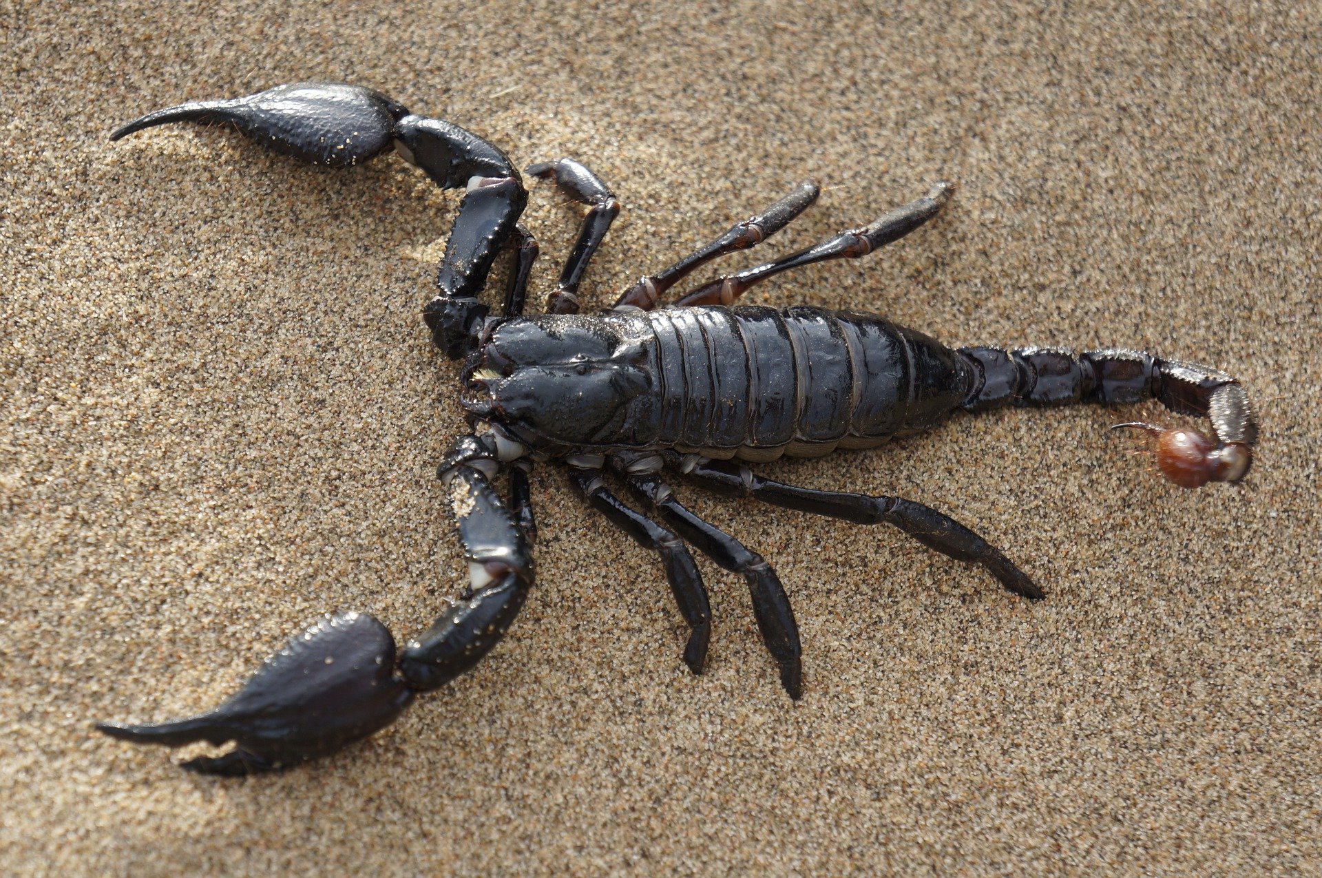 escorpião é vertebrado ou invertebrado