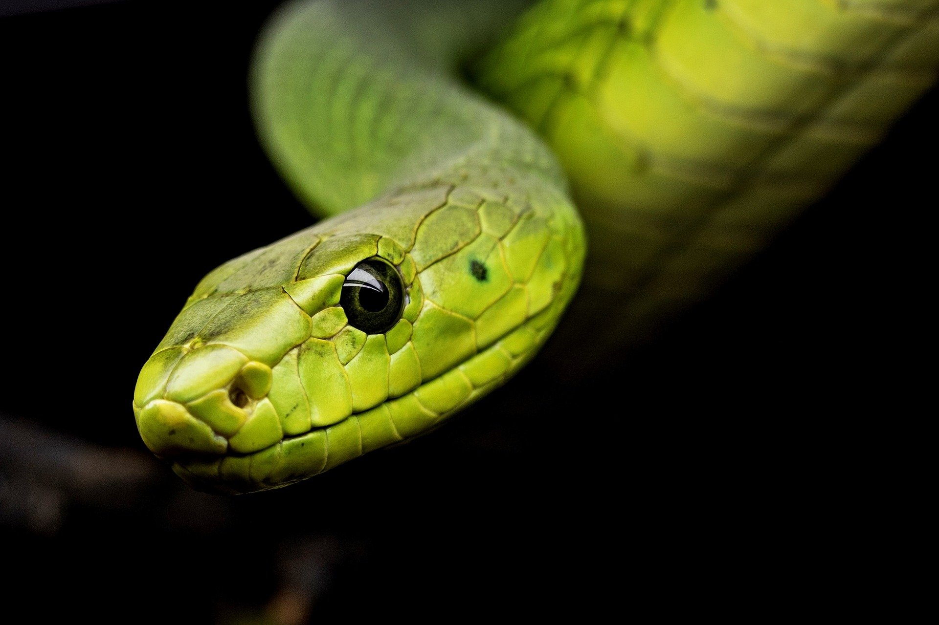 cobras não venenosas