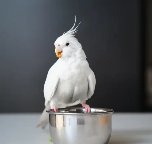 Calopsita albina em pé no comedouro