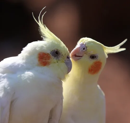 casal de Calopsita Lutino