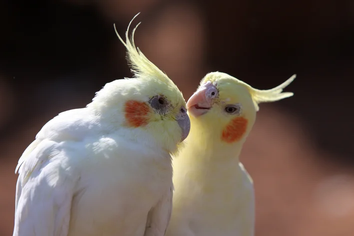 casal de Calopsita Lutino