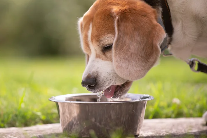 cachorro com pancreatite bebendo água