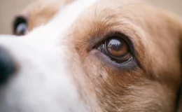 cachorro com úlcera na córnea