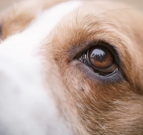 cachorro com úlcera na córnea