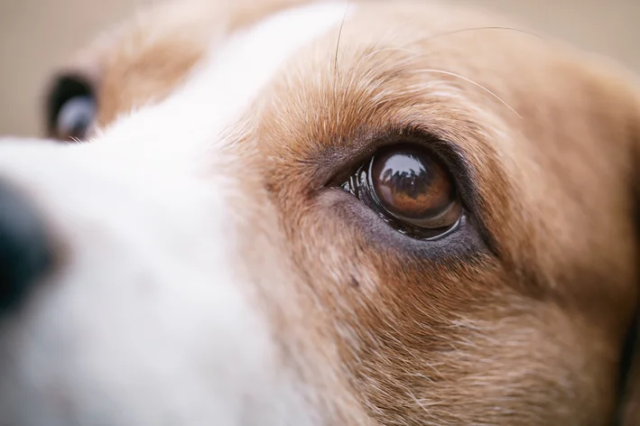 cachorro com úlcera na córnea