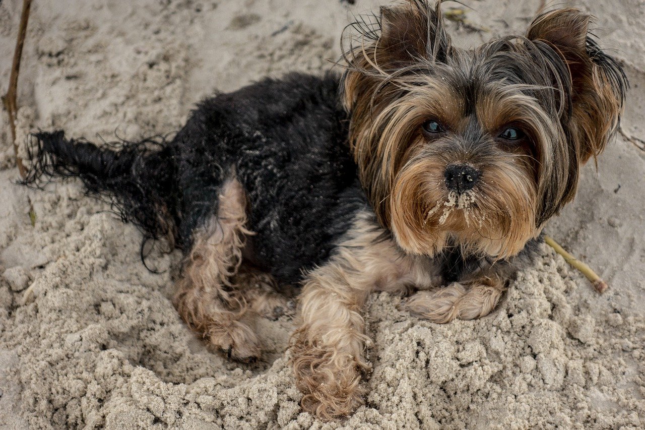 yorkipoo