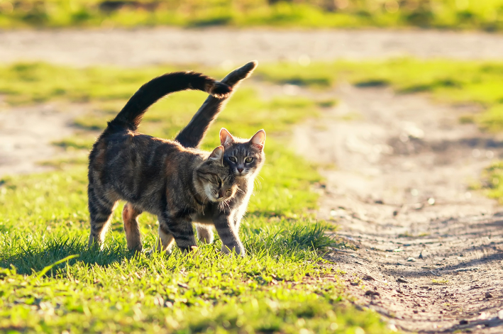 quanto tempo dura o cio do gato