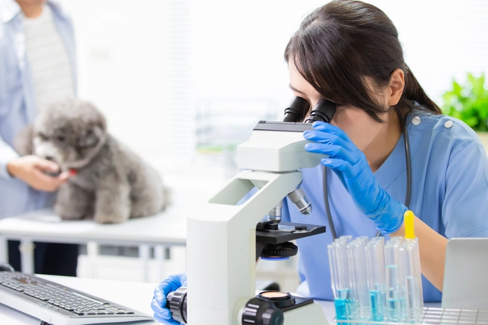 diagnostico veterinário de microscopio Tunga penetrans