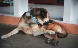 bicho-de-pé em cachorro