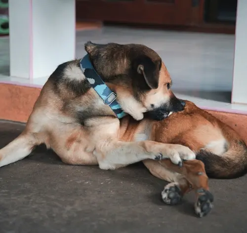 bicho-de-pé em cachorro