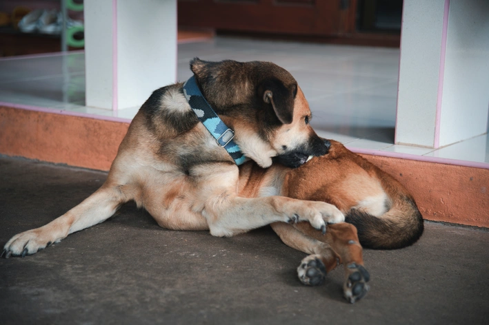 bicho-de-pé em cachorro