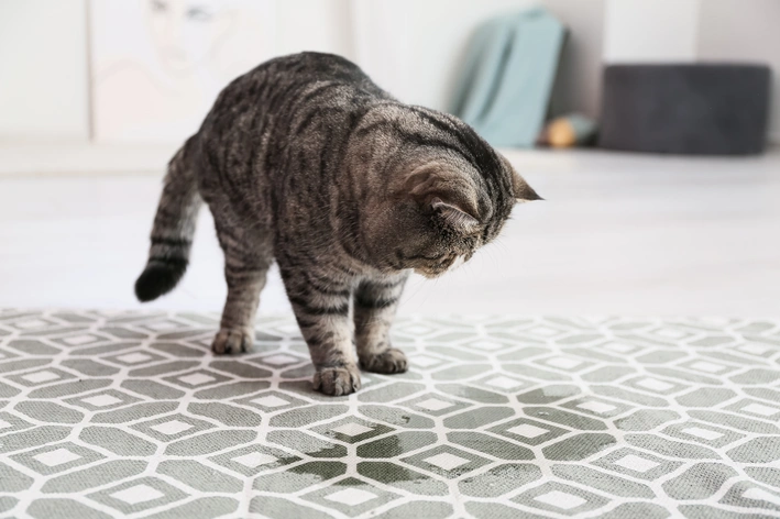 gato cinza olhando xixi no tapete