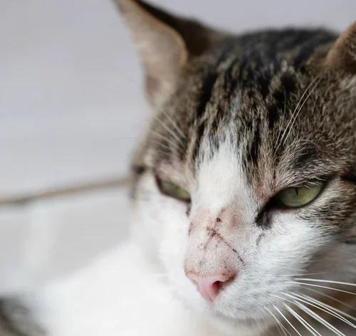 abcessos em gatos