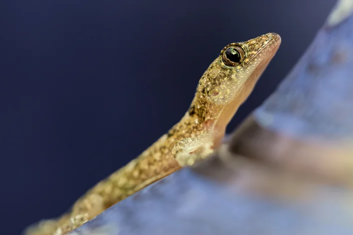 Animais polinizadores largatixa