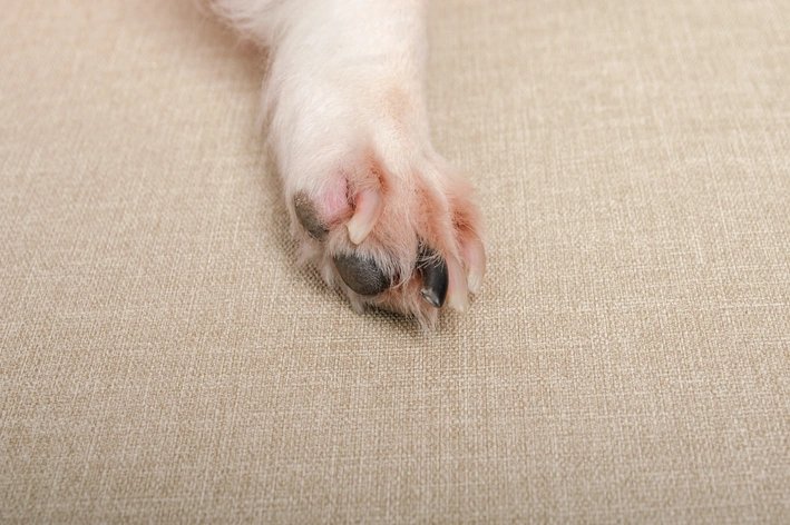 tungíase em cachorro