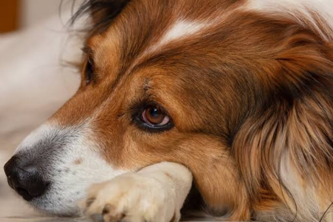 Cachorro com fraqueza nas pernas e tremedeira