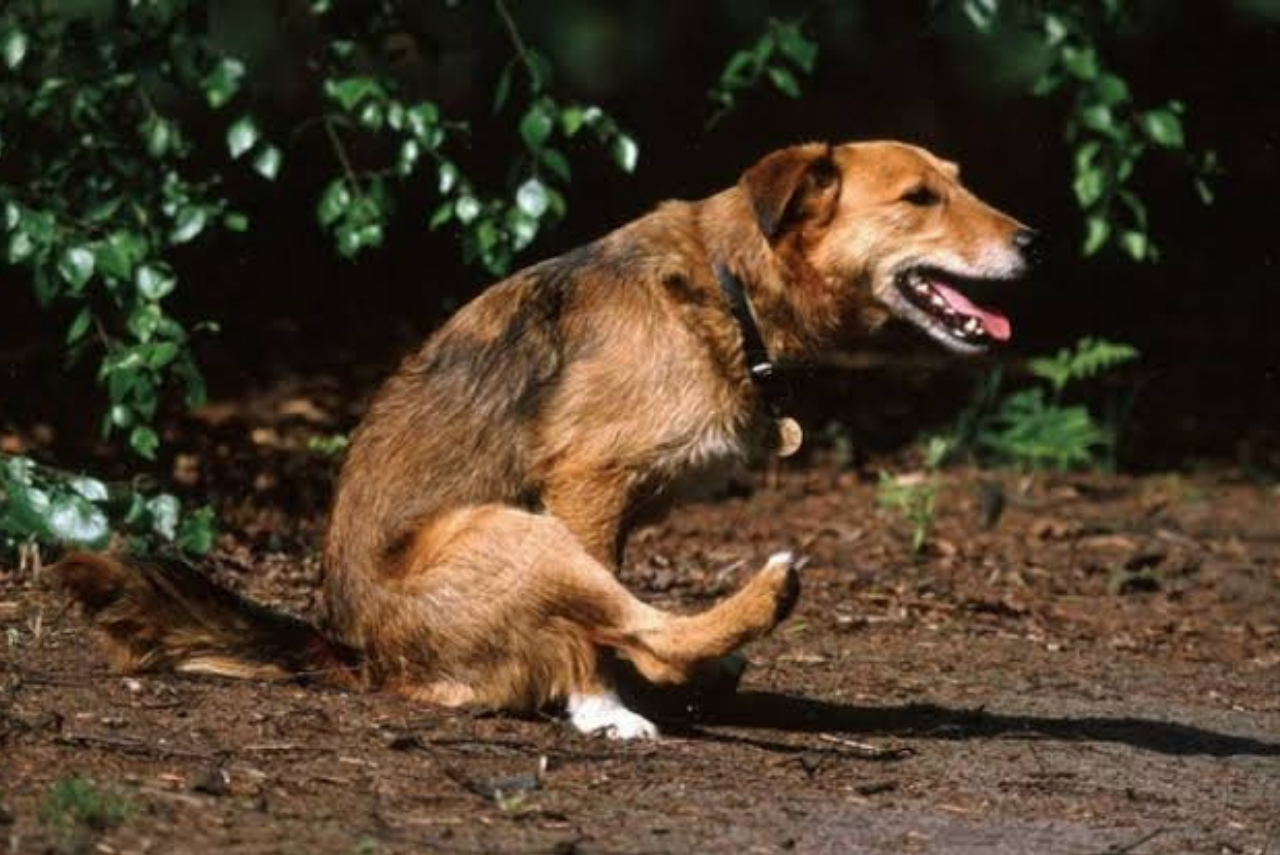 cachorro tem hemorroida