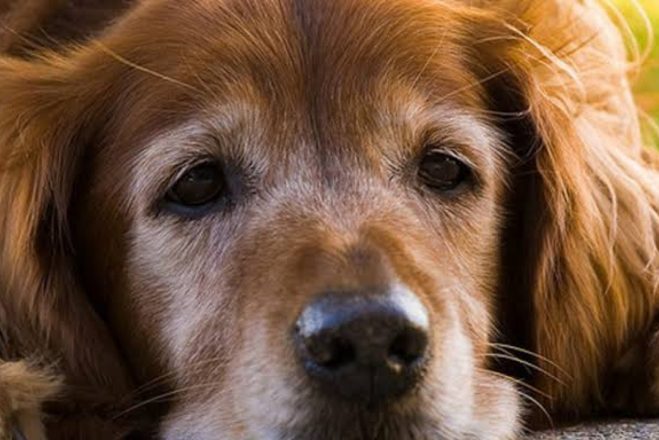 Cachorro com fraqueza nas pernas e tremedeira