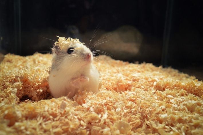 Com quantos dias pode separar os filhotes de hamster da mãe