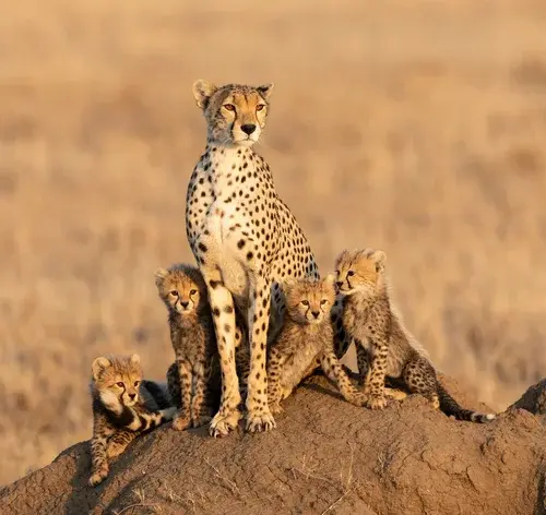 guepardo é um dos animais silvestres mais conhecidos que existem