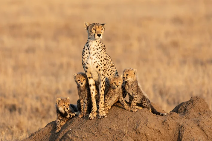 guepardo é um dos animais silvestres mais conhecidos que existem