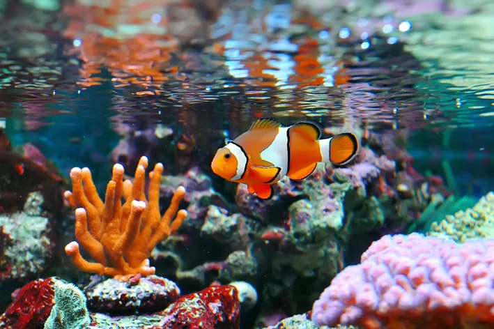 aquário marinho com peixe nemo