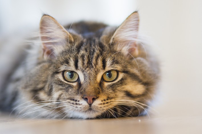 broncodilatadores para gatos, gato deitado olhando para frente