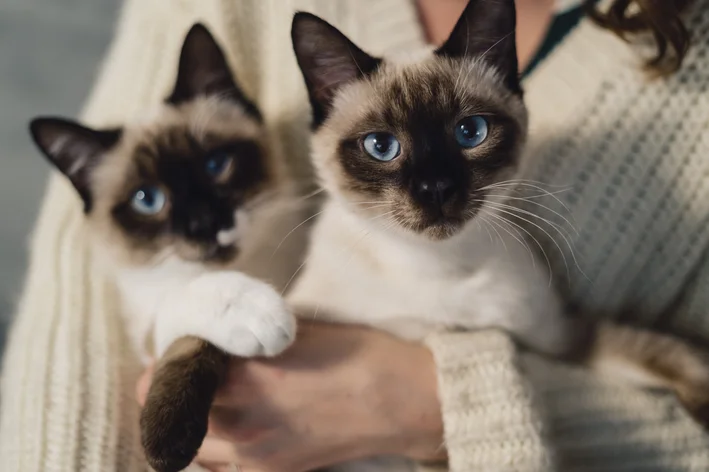 dois gatos siameses sentados