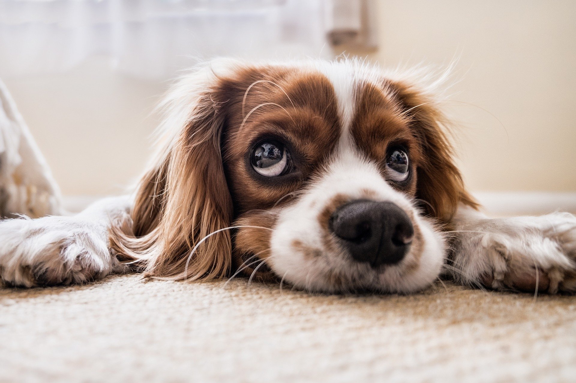 tumor no baço em cães