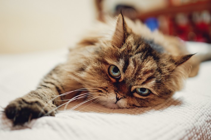 como ensinar o gato a usar a caixa de areia