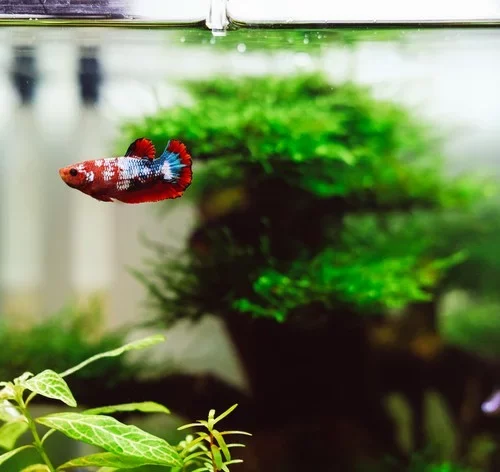 como montar um aquário para peixes